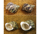 コシダカサザエ